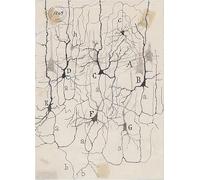 LHHJF LJHFA Santiago Ramon y Cajal Neuron Affiche de Dessin Vintage Mural Neurosciences Peinture et estampes Décoration intérieure 40x60cm sans Cadre