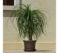 Lhicum Geo Pot à Plantes en Plastique Rond 25cm x 19.5cm Bronze