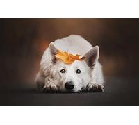 LHJOY Enfant Garcon Puzzle 1000 pièces Chien Berger Suisse