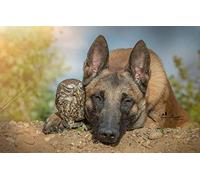 LHJOY Garçon Puzzle 1000 Pièces Chien Berger Chat Aigle Malinois 75X50Cm