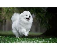 LHJOY garçon Puzzle 1000 Pieces Chien Nature Samoyède