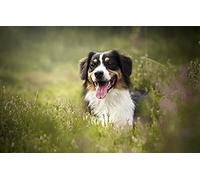 LHJOY idée Cadeau Anniversaire Puzzle 1000 Pieces Chien Berger Australien