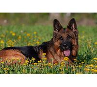 LHJOY Impossible Puzzle 1000 Pieces Chien Berger Allemand Pissenlit