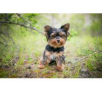 LHJOY Jeu éducatif Maternelle Puzzle 1000 Pieces Chien Yorkshire Terrier Chien