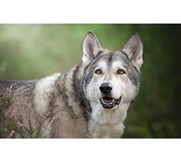 LHJOY Jeux Enfants Puzzle 1000 pièces Loup Chien