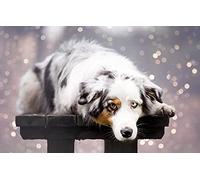 LHJOY Les Puzzle 1000 Pieces Berger Australien