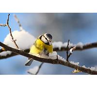 LHJOY pour Puzzle 1000 Pieces Mésange Oiseau 75X50Cm