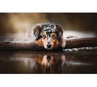 LHJOY pulze Adulte Puzzle 1000 Piece Chien Berger Australien