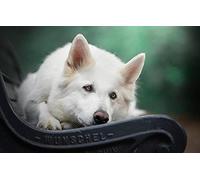 LHJOY puzzl 1000 Pieces Chien Berger Suisse Blanc