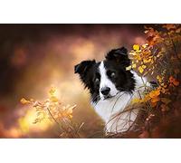 LHJOY Puzzle 1000 PièCes Chien Border Collie