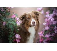 LHJOY Puzzle 1000 Piece 3D Chien Rose Berger Australien