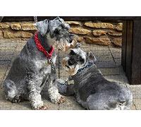 LHJOY Puzzle 1000 Piece 3D Chien Schnauzer Deux Animaux Cadeau de Vacances Cadeau d'anniversaire 75x50cm