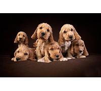 LHJOY Puzzle 1000 Piece Cocker de Chien