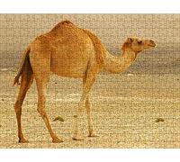 LHJOY Puzzle 1000 pièces garconAnimal Chameau Cadeau de Vacances Cadeau d'anniversaire 75x50cm