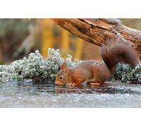 LHJOY Puzzle 3D 1000 Piece Écureuil Animal Écureuil 75X50Cm