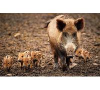 LHJOY Puzzle 3D 1000 Piece Sanglier 75X50Cm