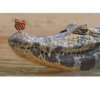 LHJOY Puzzle Adulte 1000 Pièces Animal Crocodile Papillon 75X50Cm
