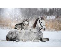 LHJOY Puzzle Adultes Puzzle 1000 Piece Cheval Chien Husky 75X50Cm