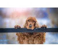 LHJOY Puzzle Cinque Terre 1000 Pieces Épagneul Cocker Chien Animal