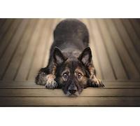 LHJOY Puzzle Enfant 1000 Pieces Chien Berger Allemand