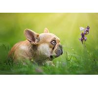 LHJOY Puzzle Enfant 1000 pièces Papillon Chiot Bouledogue