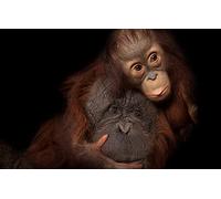 LHJOY Puzzle Jigsaw 1000 Pièces Singe 75X50Cm