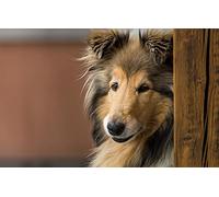 LHJOY Puzzle Noel 1000 pièces Chien Colley