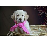 LHJOY Puzzle Noel 1000 pièces Chien Golden Retriever