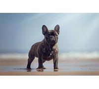 LHJOY Wooden Puzzle 1000 Pieces Chien Bouledogue français sur la Plage