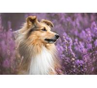 LHJOYSP Puzzle 1000 Chien Berger des Shetland 75x50cm