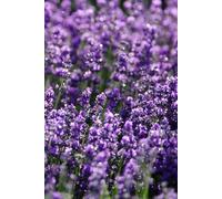 Libreta Campo de Lavanda: Cuaderno con líneas y fotografía natural relajante