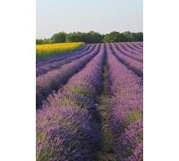 Libreta Campo de Lavanda: Cuaderno con líneas y fotografía natural relajante