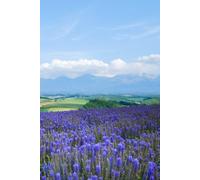 Libreta Campo de Lavanda: Cuaderno con líneas y paisaje natural