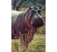 Libreta hipopótamo africano y fauna salvaje: Cuaderno con líneas para diario personal, notas creativas, journaling y regalo para amantes de los animales