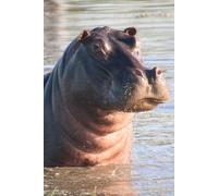 Libreta hipopótamo en el agua: Cuaderno con líneas y diseño de fauna