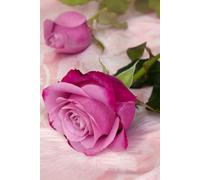 Libreta rosas rosa oscuro: Cuaderno con líneas y diseño floral elegante