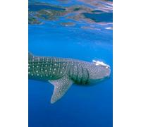 Libreta tiburón ballena: Cuaderno con líneas y diseño marino majestuoso