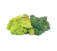 Hornby Lichen – Mélange vert