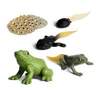 LICHENGTAI Étapes du Cycle de Vie Modèle Animal de Simulation Cycle Mini de Croissance de Papillon de Tortue de Grenouille de Fourmi de Coq Animal, Jouets éducatifs pour Enfants