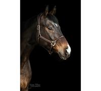 Licol anatomique cuir Kentucky Marron Cob
