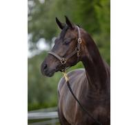 KERBL Eco Licol pour Poney Brun