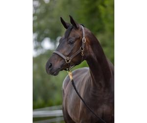Licol cuir pony Kerbl eco Marron Poney