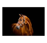 Licol cuir pour cheval Horseware Signature Marron Full/large
