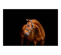 Licol cuir pour cheval Horseware Signature Noir Full/large