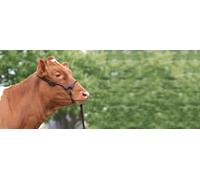 LICOL DE PRÉSENTATION EN CUIR cuir cousu rond avec chaîne de guidage