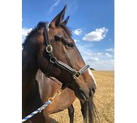 Licol en cuir noir pour chevaux, licol d'écurie de qualité supérieure pour poney, sang chaud, cob, sang froid, sûr et indéchirable (licol en cuir + tricot, pur-sang)