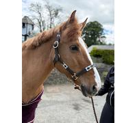 Licol en cuir pour cheval Argentine - Brodé - 76,2 cm - Marron / Bleu / Vert / Blanc (Complet)