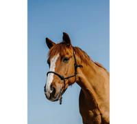 Licol éthologique pour cheval Norton Diams Noir Full