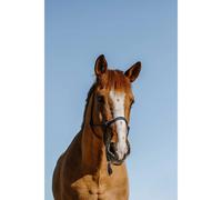 Licol éthologique pour cheval Norton Nylon Bleu Full