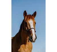 Licol éthologique pour cheval Norton Zary Bleu Full